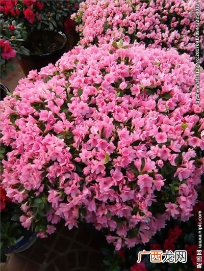 四季杜鹃花几月开花,杜鹃花什么季节开？