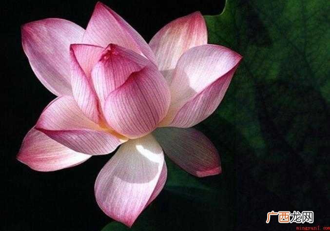 关于步步莲花是什么意思 步步莲花是什么意思
