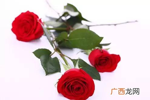 玫瑰的含义,玫瑰的花语和象征？