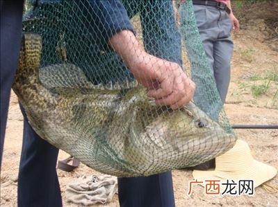 桂鱼怎么钓用什么饵什么天气合适,0度能钓桂鱼吗？