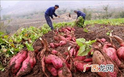红薯什么时候种植,红薯苗在什么时间可以种植？