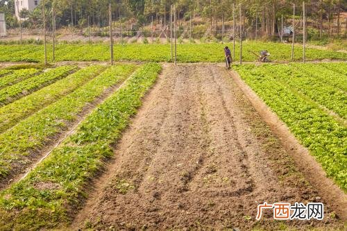 怎么在菜地里种菜,35个种菜小技巧？