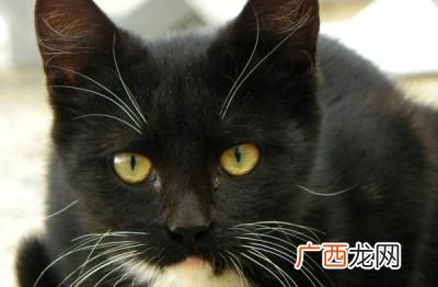 猫虱子到人身上有什么症状,猫身上的跳蚤会跑到人身上吗?