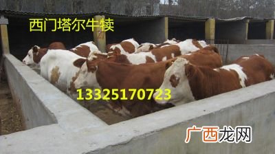 广西养牛基地,广西哪里养牛最多？
