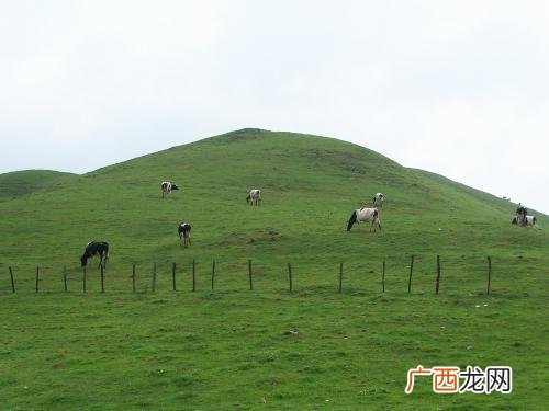湖南南山牧场在哪里,南方最大的草原牧场在哪里阿？