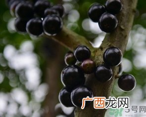 嘉宝果的功效和作用,嘉宝果原生好还是嫁接好？