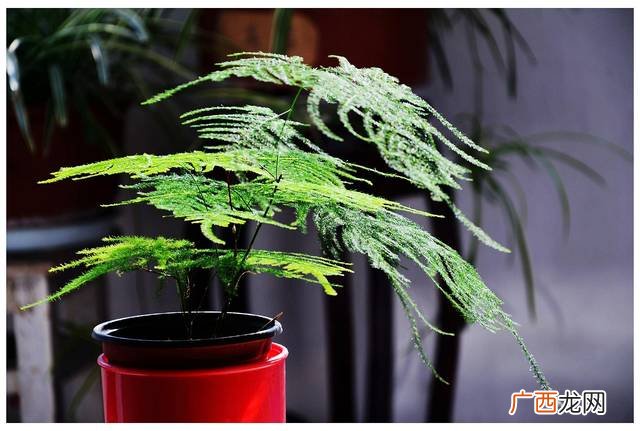 文竹叶子发黄怎么挽救,文竹发黄怎么办如何处理?