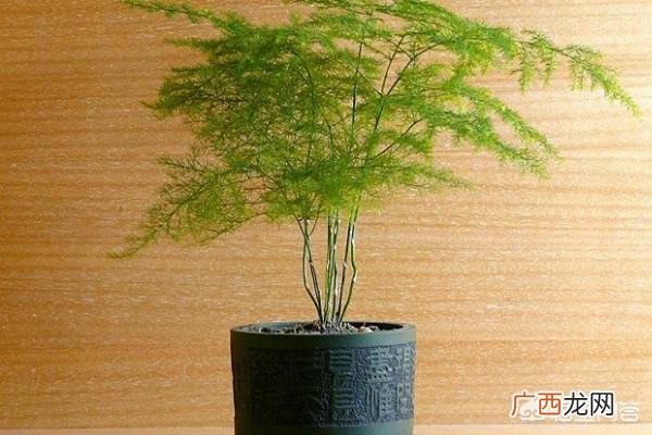 文竹叶子发黄怎么挽救,文竹发黄怎么办如何处理?