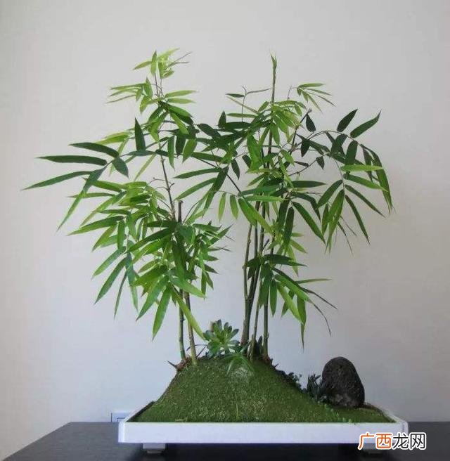 如何种植盆栽竹子,楠竹盆栽？