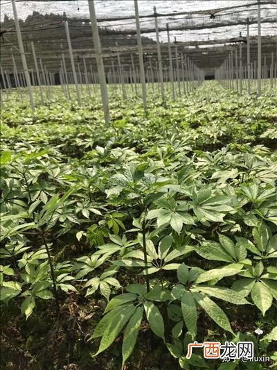 三七家庭怎么种植,三七花自己可以种植吗？