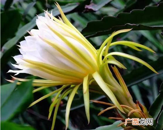 霸王花是什么,801霸王花介绍？