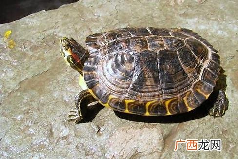 如何辨别乌龟公母,如何辨别乌龟男女？