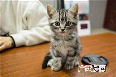 猫咪为什么会打呼噜,猫一直在打呼噜是怎么回事？