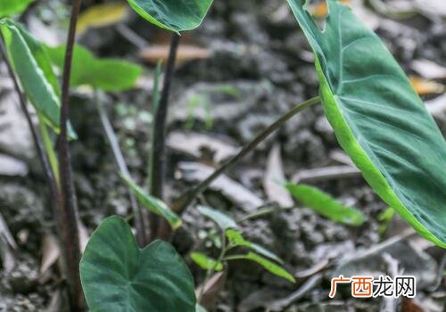 芋头种植方法是什么,香芋种植技术全过程？