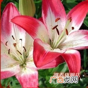 百合是什么科类的植物,香水百合属于什么科？