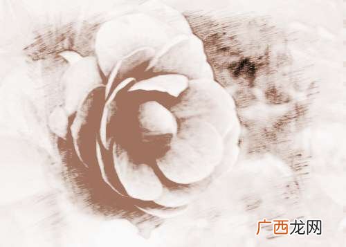 山茶花养殖方法是什么,高山茶花怎么养？
