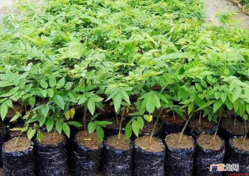 海南黄花梨树苗怎么辨认 黄花梨树苗怎么辨认
