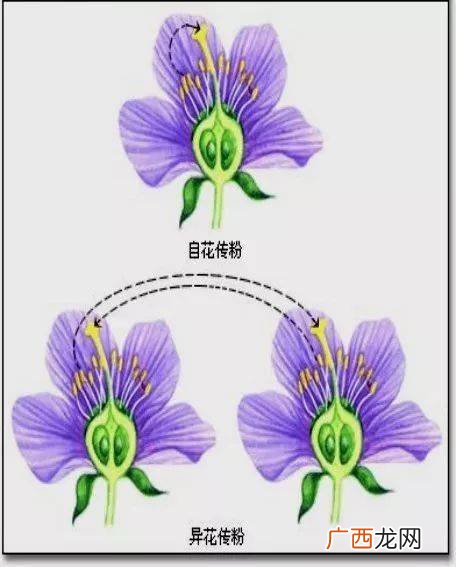 为什么异花传粉具有优越性,简述植物适应异花传粉的主要方式？