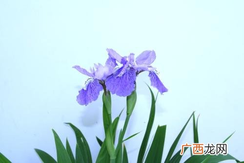 蓝紫色鸢尾的花语是什么,鸢尾鸟的寓意？