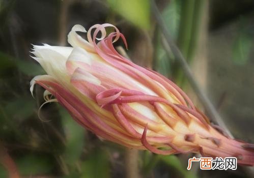 昙花的扦插繁殖,夏季怎样扦插昙花？