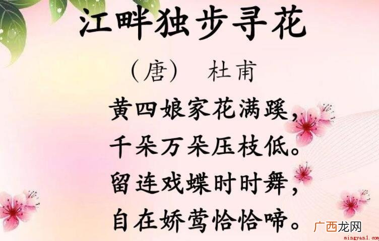 《江畔独步寻花·其一》的翻译是什么