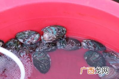海中蛤蟆鱼有何营养,丑八怪鱼的学名？