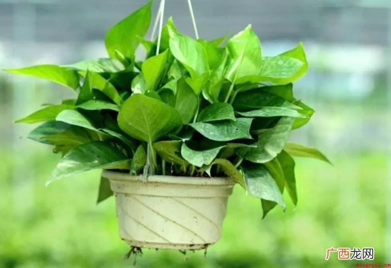 绿植除开具备美化的作用 植物的作用有哪些
