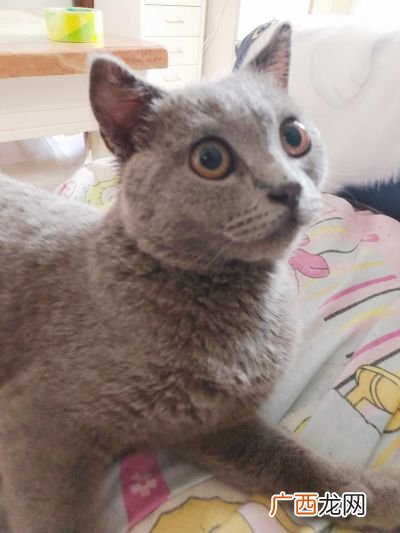 蓝猫是什么品种,最好的蓝猫是什么品种？