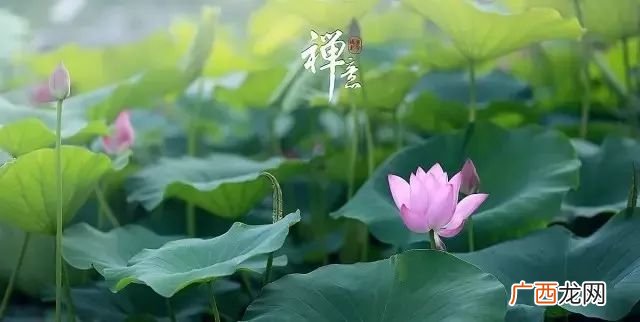修身与修心有什么不同,修生养性和修身养性的区别？