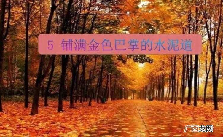 铺满金色巴掌的水泥道学习目标是什么 《铺满金色巴掌的水泥道》学习目标是什么