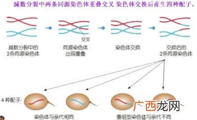 要图片 同源染色单体是什么,什么是同源染色体，姐妹染色体，染色单体，染色体。？