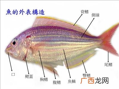 鱼在水中靠什么运动,鱼的呼吸运动？