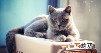 2个月蓝猫怎么看品相,蓝猫品相怎么算好？