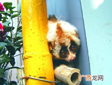 国家保护动物有哪些,国家10种保护动物？