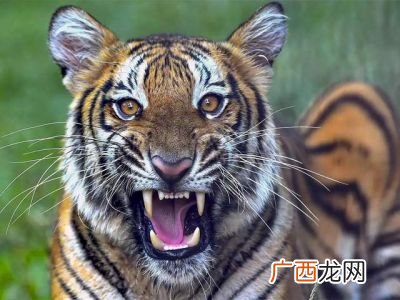 母老虎指的是谁,什么是人类母老虎？