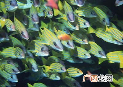 西沙群岛有什么鱼,西沙群岛什么鱼最好？