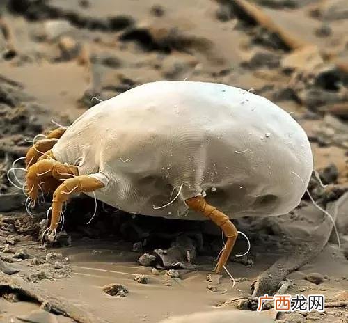 屋尘螨的克星是什么,螨虫最怕三个克星会不会再生螨虫？