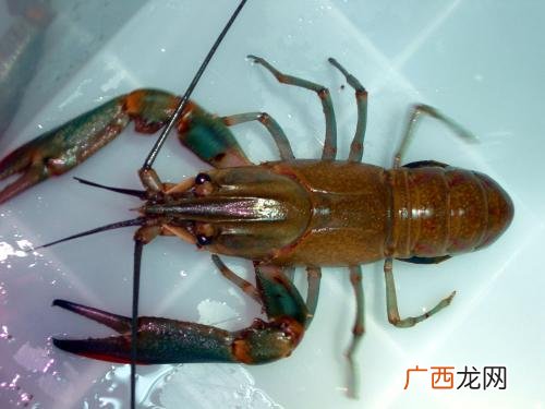龙虾一共几条腿呀,一只龙虾几条腿?几只眼睛?几张嘴？