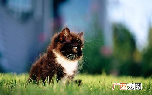 猫咪会来月经吗怎么处理呢,怎么给猫解决生理期？