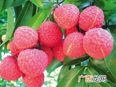 荔枝发源地,北流市新丰镇是哪个省的？