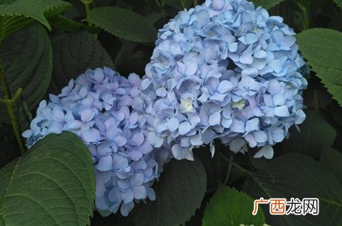 绣球花种子怎么种,绣球无尽夏种子几天发芽？
