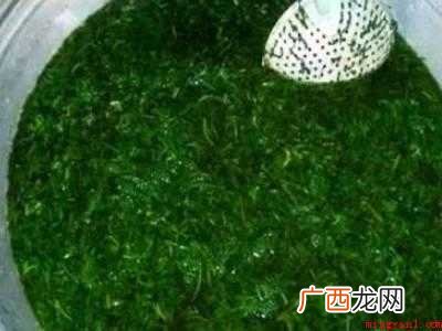 新鲜艾叶怎么晒干保存