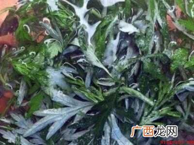 新鲜艾叶怎么晒干保存
