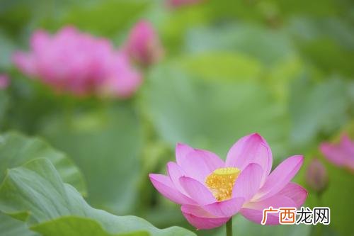 什么花在三点开放,什么花是几点开的？