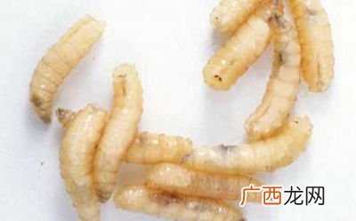 蛆是怎样形成的,大蛆怎么形成的？