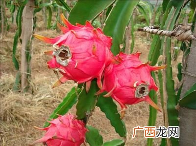 火龙果是一年生还是多年生植物,火龙果是多年生还是一年生？