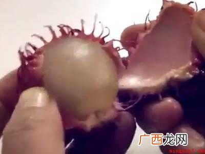 红毛丹怎么吃不沾内核皮
