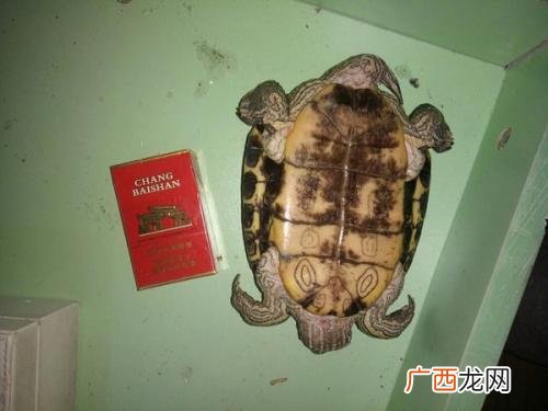 世界上最大的乌龟是多大,海龟有多大？