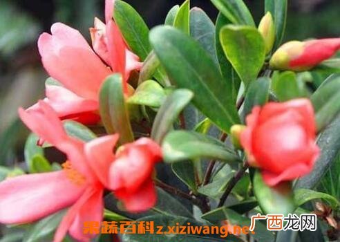 四季茶花种植注意事项,地栽四季茶花养殖方法？