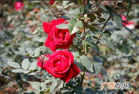 美丽的盆栽玫瑰花怎么养,盆栽玫瑰花怎么养盆栽玫瑰花的种植方法？